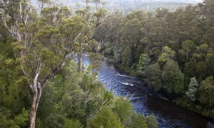 Forests At Tahune Tasmania 